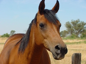 Лошадь. Фото: horse-stable.ucoz.ru