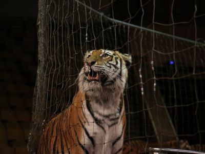 На фото: тигр в Кировском цирке. Источник: progorod43.ru