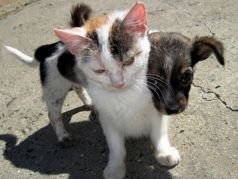 Бездомные котенок и щенок. Фото: profvesti.org