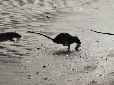 Крысы бегут с корабля. Фото: Мужской журнал